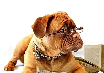 dog with reading glasses