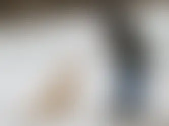 Hund im Wintertraining