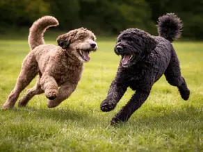 Zwei spielende Großpudel rennen ausgelassen über eine Wiese und zeigen typisches Sozialspiel unter Hunden