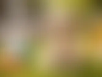 Welpe sitzt im Garten neben Reinigungsmitteln und Papierrolle – Symbolbild für das Training zur Stubenreinheit bei Welpen