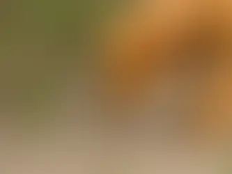 Prozessionsspinner