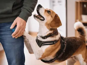 Hund fordert Aufmerksamkeit und legt seine Pfote auf das Bein seines Besitzers – typisches Beispiel für forderndes Verhalten beim Hund.