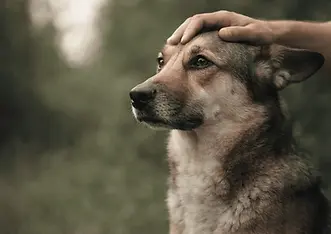 Calm and attentive dog being gently petted, representing emotional stability, bonding, and neurochemical balance in canine behavior
