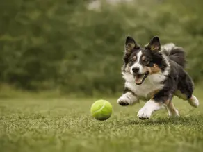 Hund läuft über eine Wiese und jagt einen Tennisball – dynamisches Ballspiel für Hunde im Freien