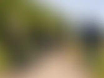 Social Walk Training mit mehreren Hunden und Haltern – strukturierter Gruppenspaziergang zur Verbesserung von Hundebegegnungen