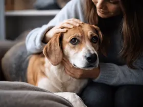 Frau streichelt beruhigend einen ängstlichen Hund auf dem Sofa – Zuwendung hilft Hunden in Stresssituationen Sicherheit zu finden.