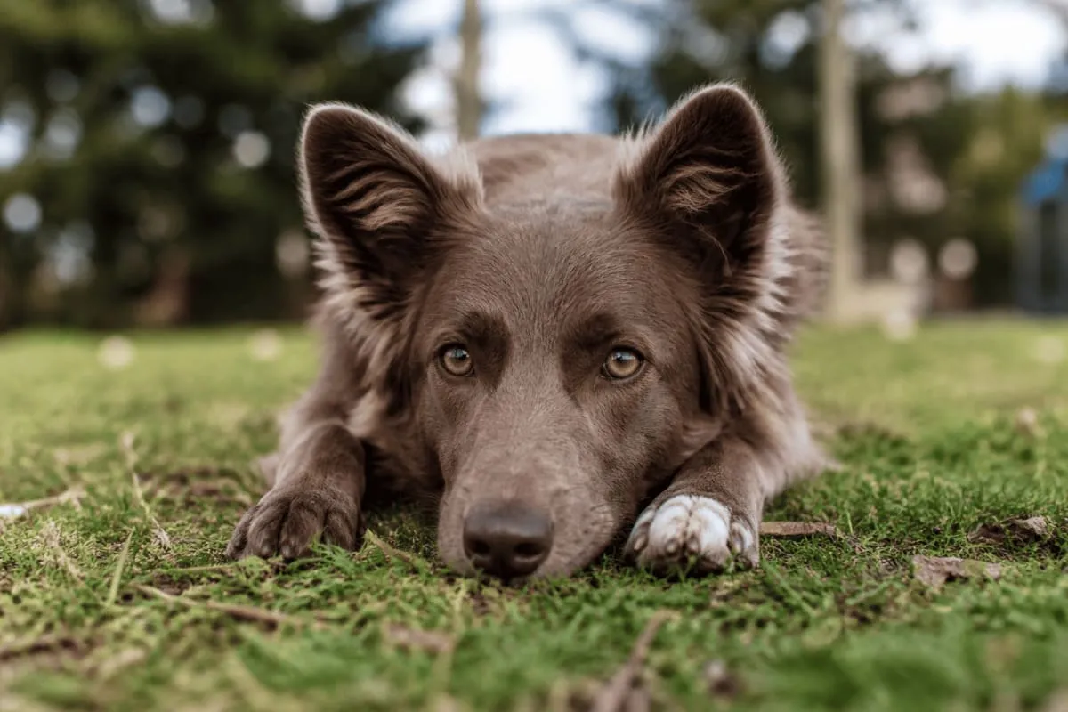 Hund liegt ruhig im Gras – Verhalten wirkt entspannt, emotionale Lage bleibt unklar