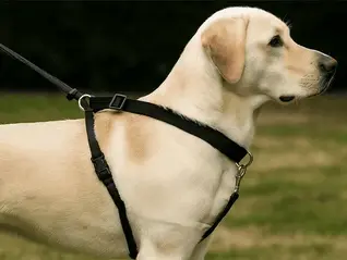 Labrador Retriever trägt ein schwarzes Erziehungsgeschirr an der Leine – Beispiel für ein Hundegeschirr mit Zugwirkung beim Spaziergang.