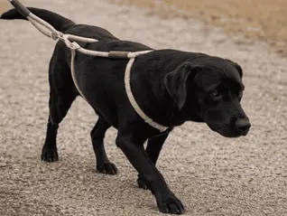 Hund mit Lendenleine – Beispiel für problematische und potenziell schmerzhafte Leinenführung beim Hundetraining