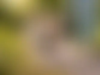 Mischlingswelpe läuft neugierig an der Leine über einen Kiesweg im Grünen und erkundet aufmerksam seine Umgebung während eines ruhigen Trainingsspaziergangs