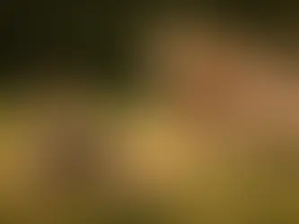 Hund jagt ein Kaninchen über eine Wiese – Symbolbild für Jagdverhalten und den Mythos des sogenannten Beutetriebs bei Hunden.