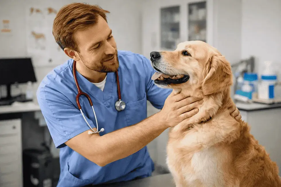 Tierarzt untersucht einen Golden Retriever in einer modernen Tierarztpraxis und spricht beruhigend mit dem Hund während der Untersuchung.