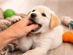 Welpe knabbert spielerisch an einer Hand, liegt auf Holzboden zwischen Kauspielzeugen und zeigt typisches Beißverhalten im Spiel