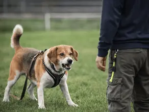 Hund zeigt Körperspannung und knurrt – Beispiel für aggressives Verhalten beim Hund und Stresssignale.