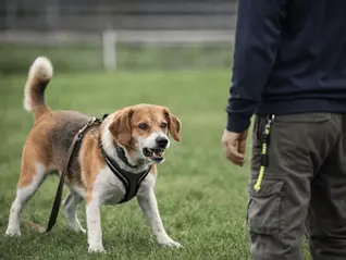Hund zeigt Körperspannung und knurrt – Beispiel für aggressives Verhalten beim Hund und Stresssignale.