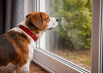 Frustrated dog at a window fixating on the outside environment – example of impulse control issues and frustration behavior in dogs
