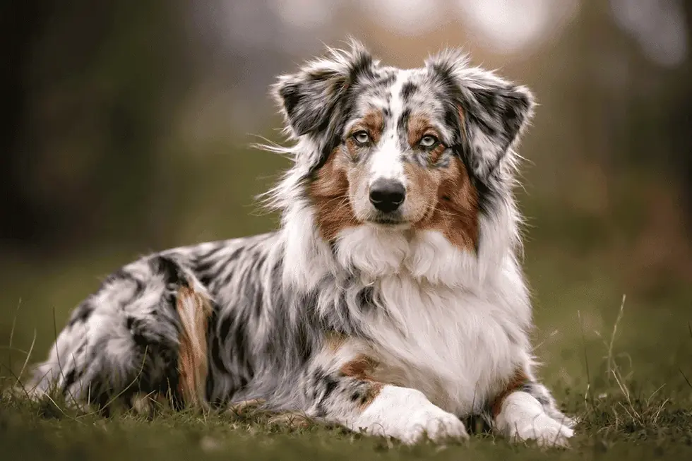 Blue-Merle Australian Shepherd mit typischem Merle-Fellmuster auf einem Waldweg.