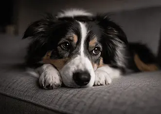 Border Collie lying quietly with head on paws, showing subdued and withdrawn body language