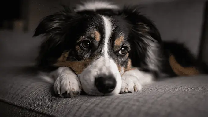 Border Collie lying quietly with head on paws, showing subdued and withdrawn body language