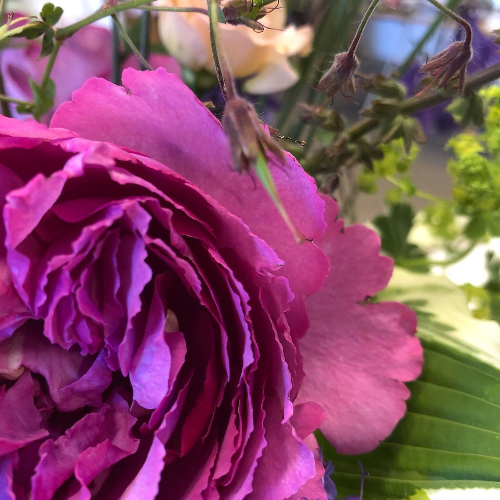 la vie en rose 3