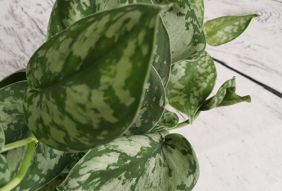 Scindapsus Pictus Trebie Silver Pothos Leafyhouse