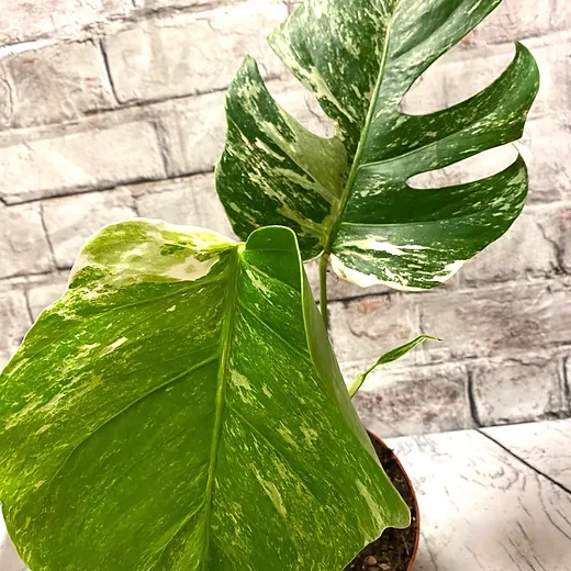 Monstera Variegata Uk Leafy House House Plants Uk