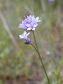 Gilia_achilleifolia_NPS.jpg
