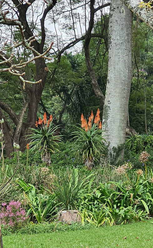 Aloe pluridens.jpg