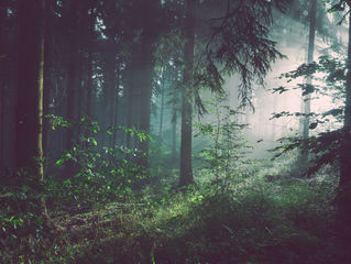 Balau Deck Boards For Sale In Durban