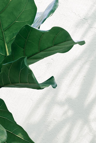 Plants at a botanical garden_edited.jpg