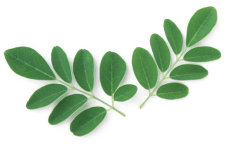 Moringa Oil