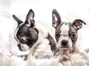 Echo and Pixel are Boston Terriers