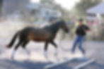 Michael Alway Natural Horsemanship