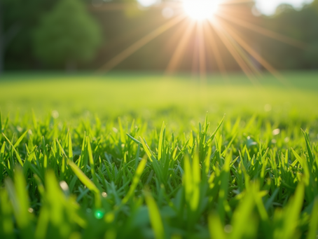 Top 5 Benefits of Professional Turf Maintenance