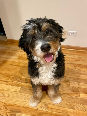 Mini Bernedoodles Puppies Ohio For Sale, Family Mini Bernedoodle Puppies. Certified Mini Bernedoodle Puppies, Health Tested Mini Bernedoodles Puppies, Mini Bernedoodles Puppies For Sale, Affordable Mini Bernedoodles For Sale, Dixie Lane Doodles of Ohio