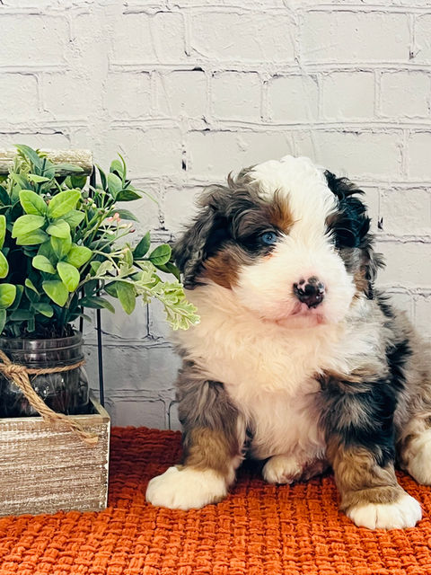 Mini Bernedoodles Puppies Ohio For Sale, Family Mini Bernedoodle Puppies. Certified Mini Bernedoodle Puppies, Health Tested Mini Bernedoodles Puppies, Mini Bernedoodles Puppies For Sale, Affordable Mini Bernedoodles For Sale, Dixie Lane Doodles of Ohio