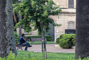 A man resting on a bench in a small park in Maglie, framed between two palm trunks