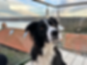 Harry the black and white border collie who is the mascot of our company