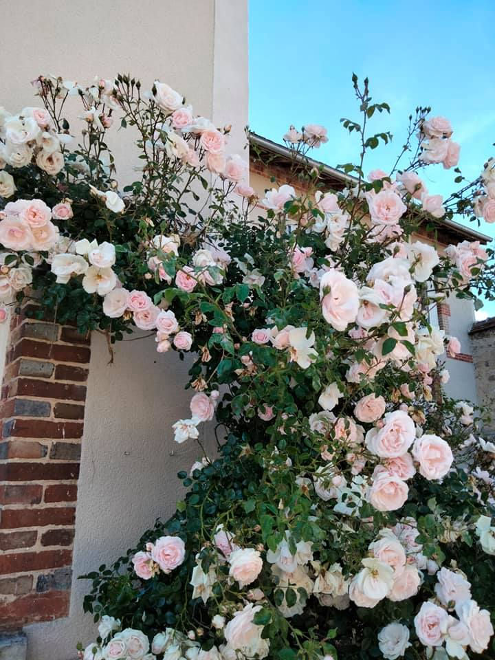 Roses