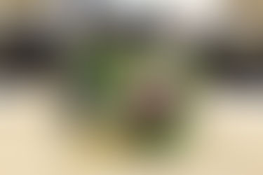 Destiny Bible Institute Graduation