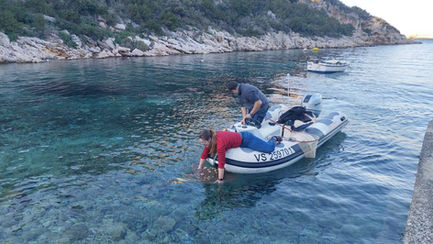 Glavata želva pronađena u Oključnoj