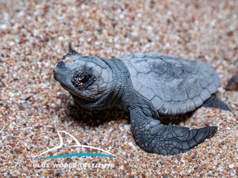 Prvo gnijezdo glavate želve otkriveno je u Hrvatskoj!