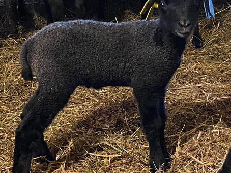 Results Lambing Season Part 1 - 2022