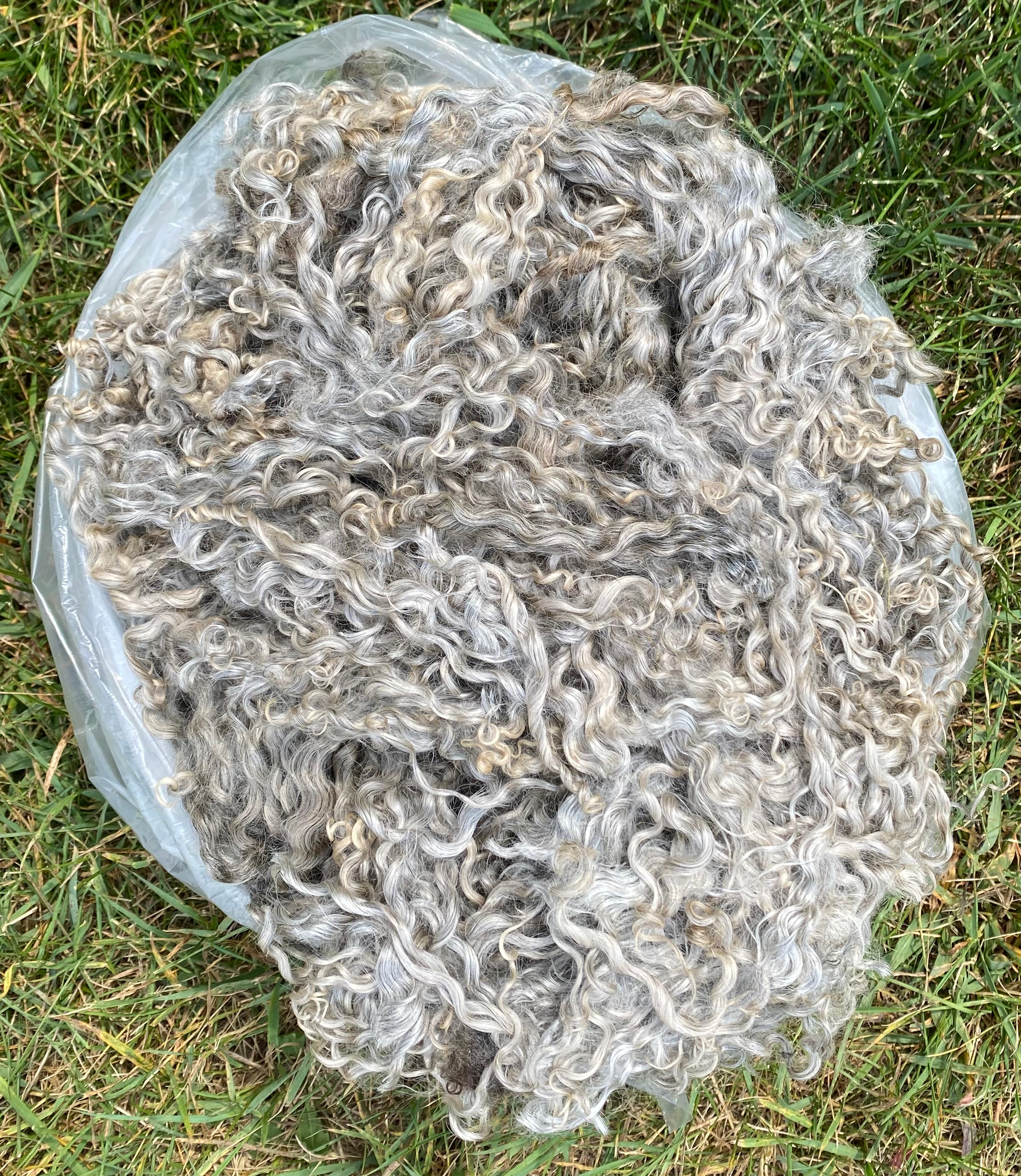 Gotland Light Grey Lambwool 2 lb 5 oz incl shipping 