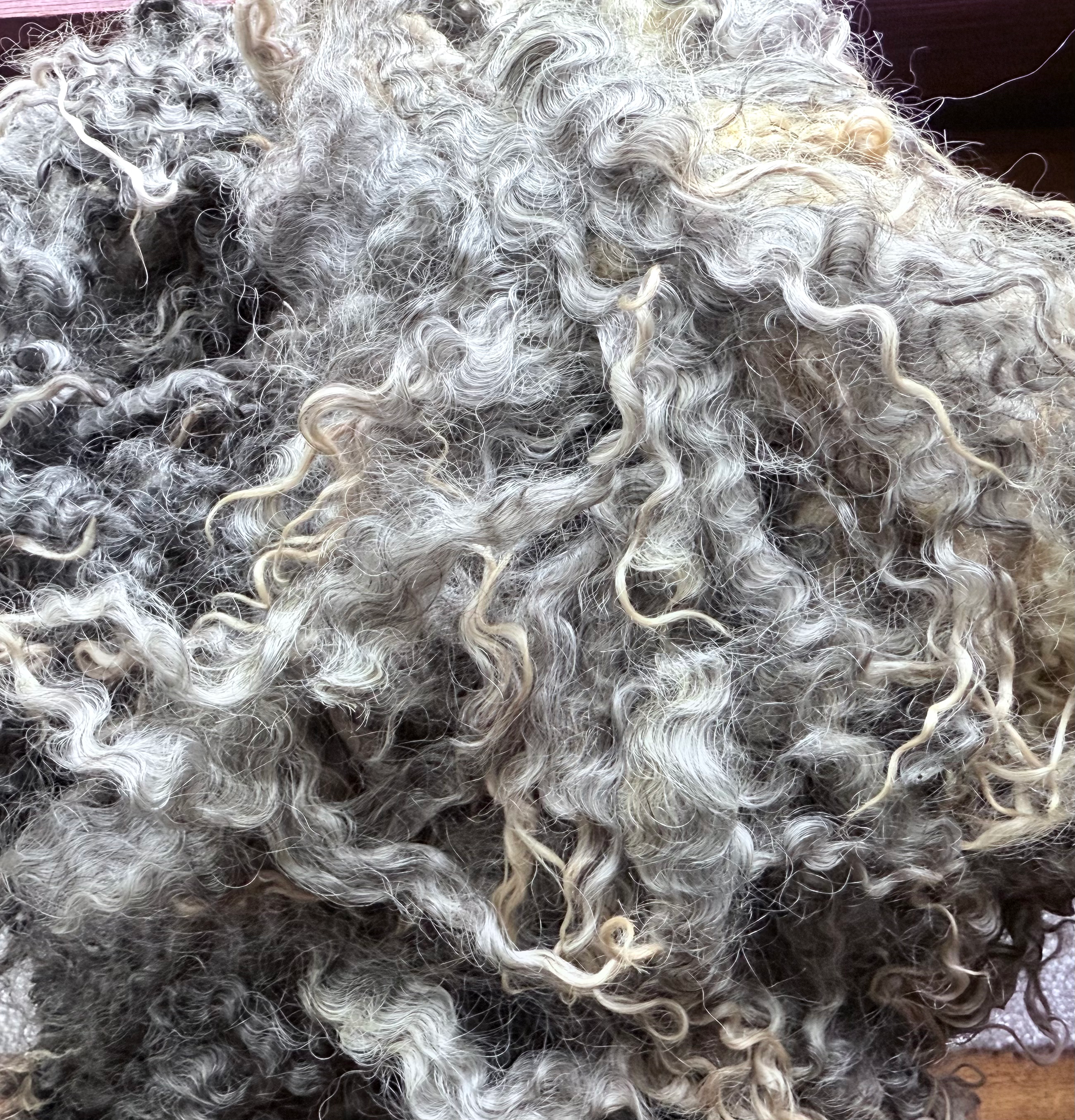 Grey Gotland Wool 3 lb 10 oz