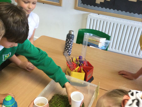 Year 5 Growth of Grass