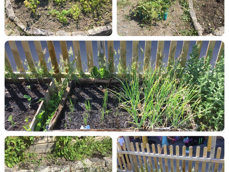 Eco-Council Gardening Club