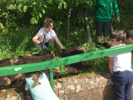 Gardening Club Wildflower Seeds