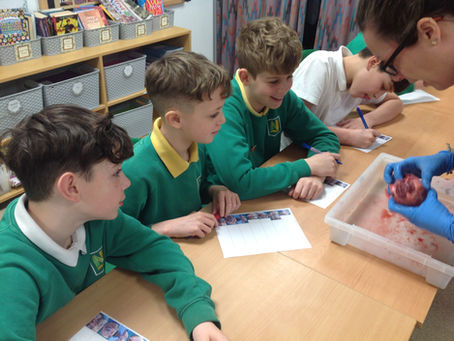 Year 6 Pigs Heart Dissection