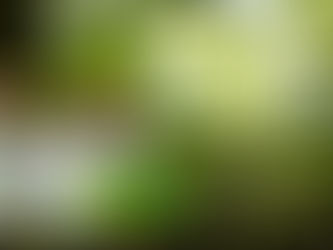 Best Sacha Inchi Oil Singapore: A Guide to Its Benefits and Where to Buy